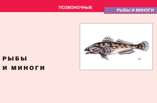 Красная книга Нижегородской области: новые данные о состоянии редких видов рыб